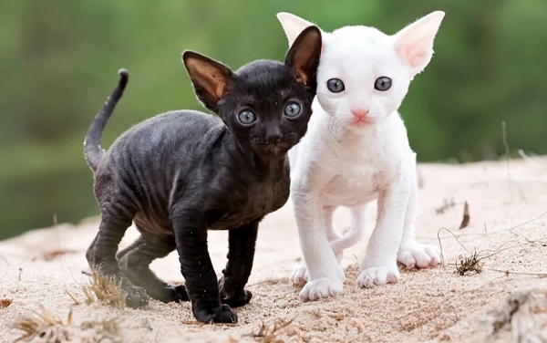 Корниш-рекс