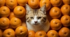 Можно ли кошкам давать мандарины или нет