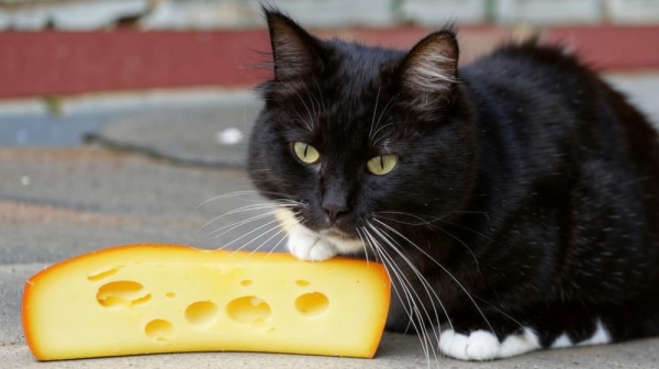 Можно ли кормить кошку сыром