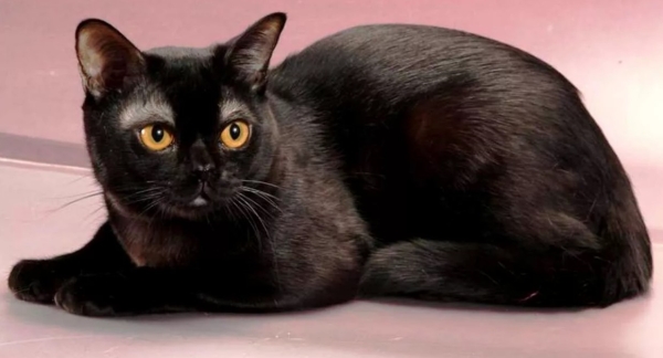 Бомбейская кошка